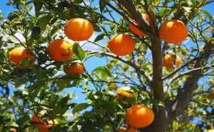 oranges sicily