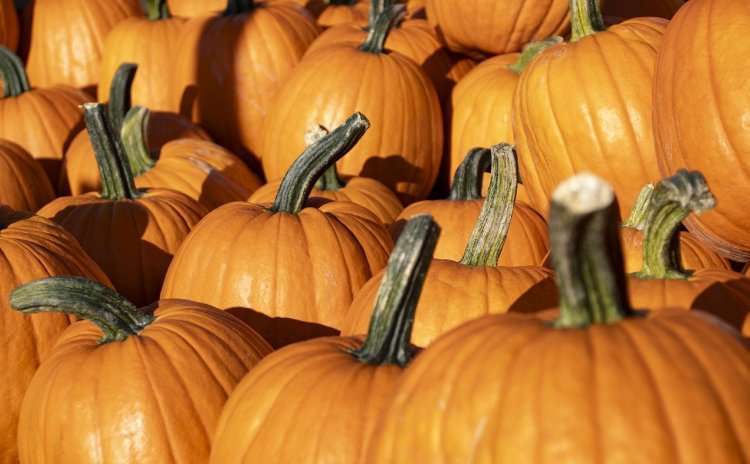 Festa della Zucca - Pumpkin Festival - Trentino Alto Adige