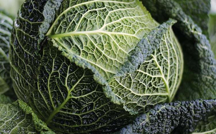 Cavolo nero per Zuppa alla Frantoiana