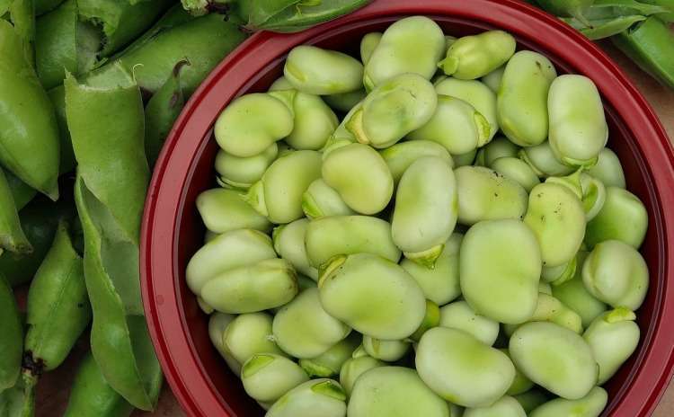 Fava di Ustica - Sicilia